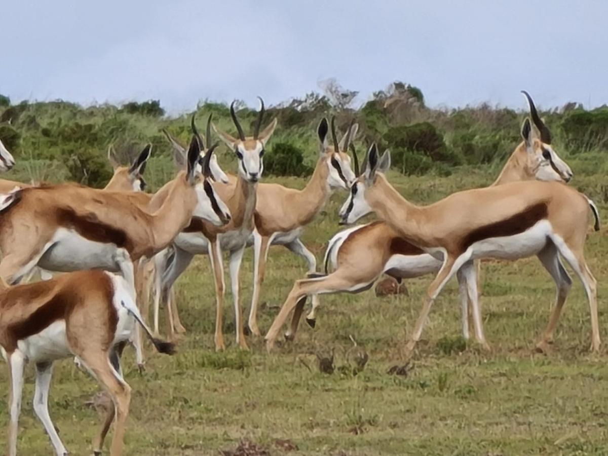 Indalu Game Reserve Boggomsbaai Ngoại thất bức ảnh