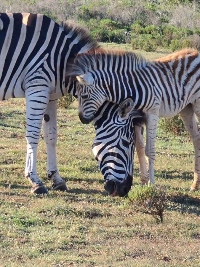 Indalu Game Reserve Boggomsbaai Ngoại thất bức ảnh