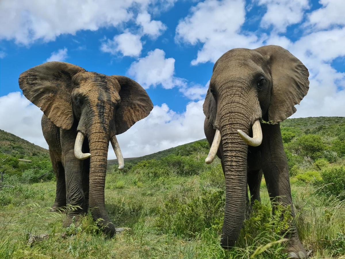 Indalu Game Reserve Boggomsbaai Ngoại thất bức ảnh