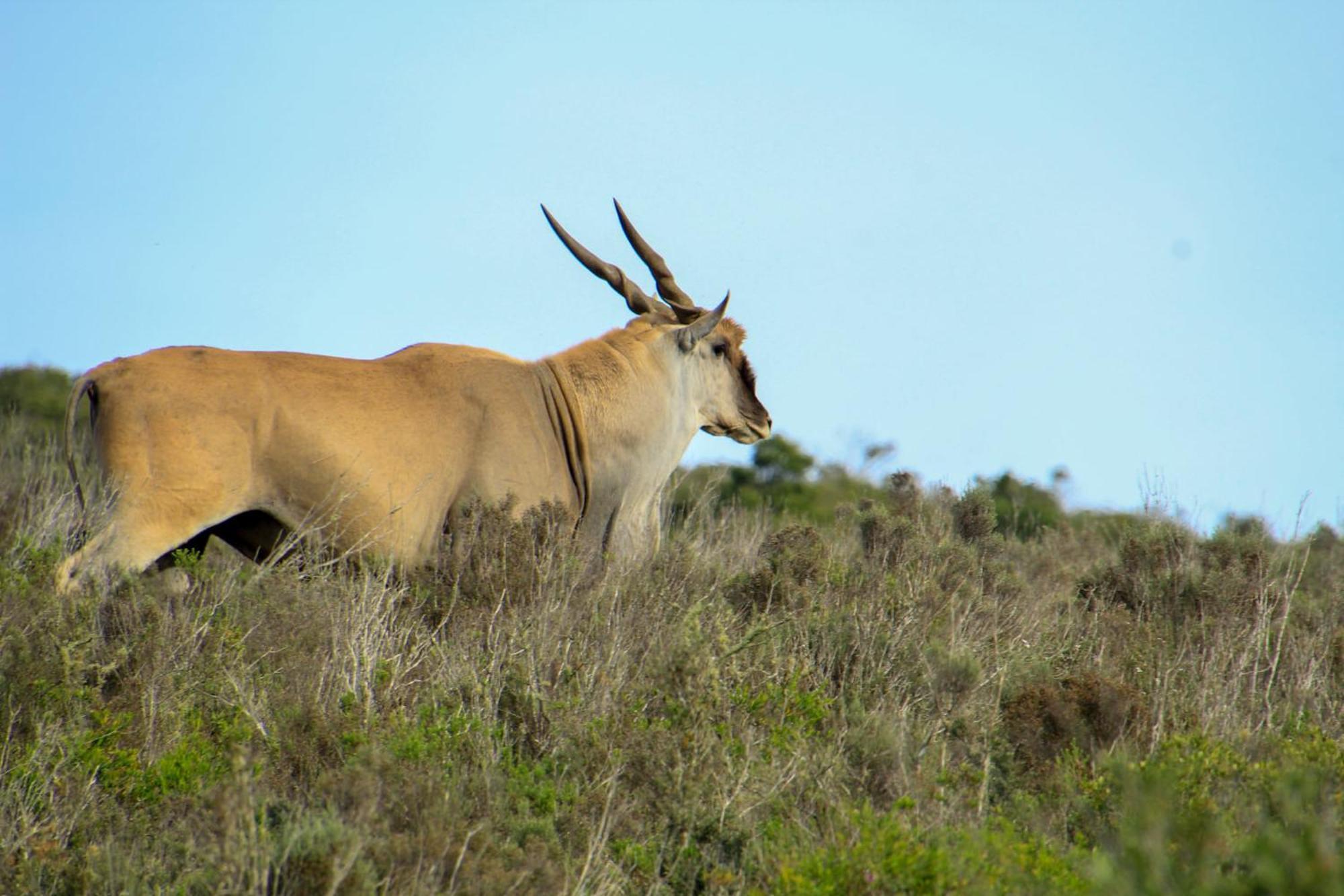 Indalu Game Reserve Boggomsbaai Ngoại thất bức ảnh