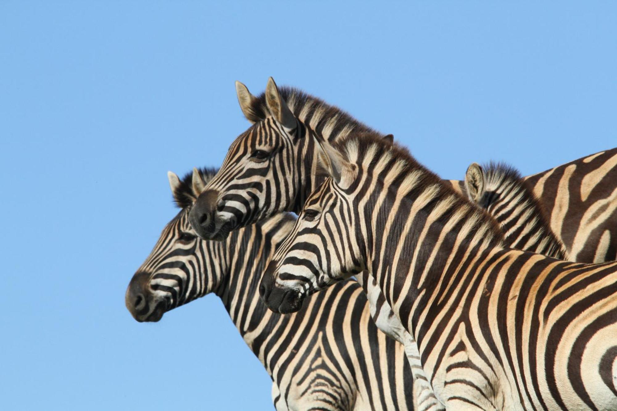 Indalu Game Reserve Boggomsbaai Ngoại thất bức ảnh