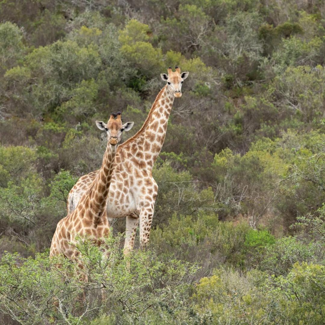 Indalu Game Reserve Boggomsbaai Ngoại thất bức ảnh